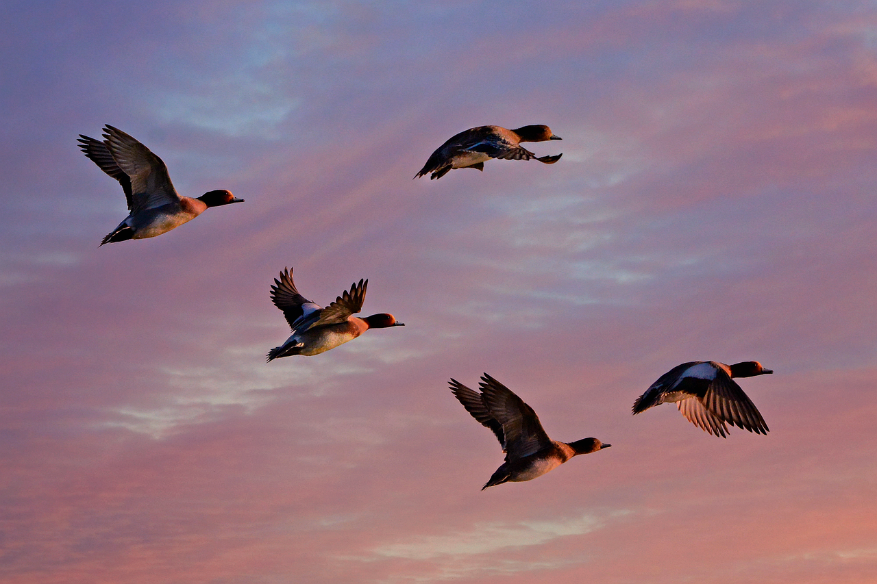 Top 7 Cloud-Migration-Berater für KMU in Hamburg 2026
